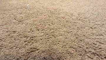 D.I.Y. Cat Toy - Catnip Tube