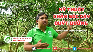 Kỹ thuật chăm sóc quýt đường | Sweet Orange Cultivation and Care Techniques