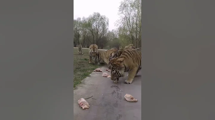 💥💥💥贊起來！你大哥老虎幫來了 誰敢造次 #animal 【跟著圖爾去旅行】 - 天天要聞