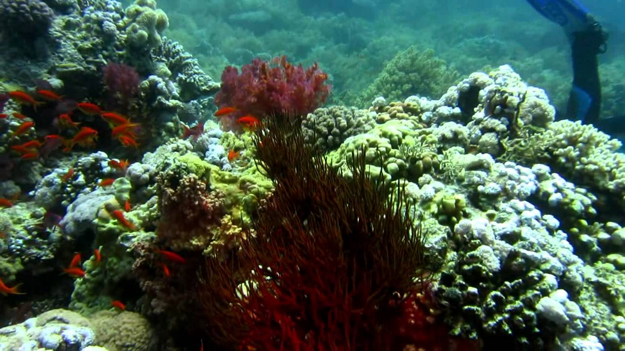 Coral video. Кораллы в Шарм Эль Шейхе. Коралл Шарм. Корали Шарм Сити. Элизия Лунди и Coral Sharm.