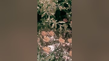 #سورة_الضحى #ياسر_الدوسري #محمد_رسول_الله_ﷺ