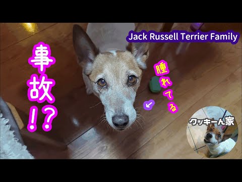 【観覧注意！】ガウガウ事故【ジャックラッセルテリア】【ペット　dog】