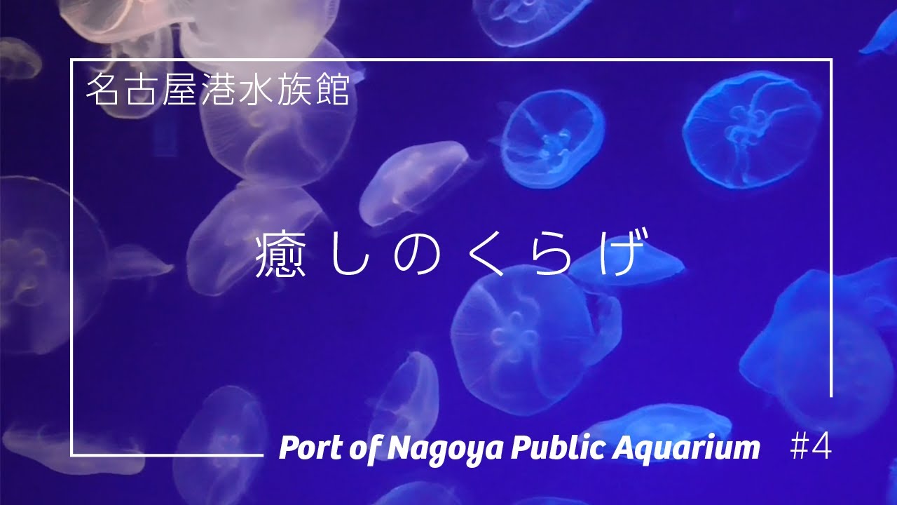 最も好ましい クラゲ 可愛い 動物画像hdダウンロード