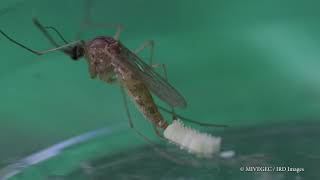 Ponte d'un moustique du genre Culex (Culex pipiens) Réalisation ©IRD Images-Luc Riolon