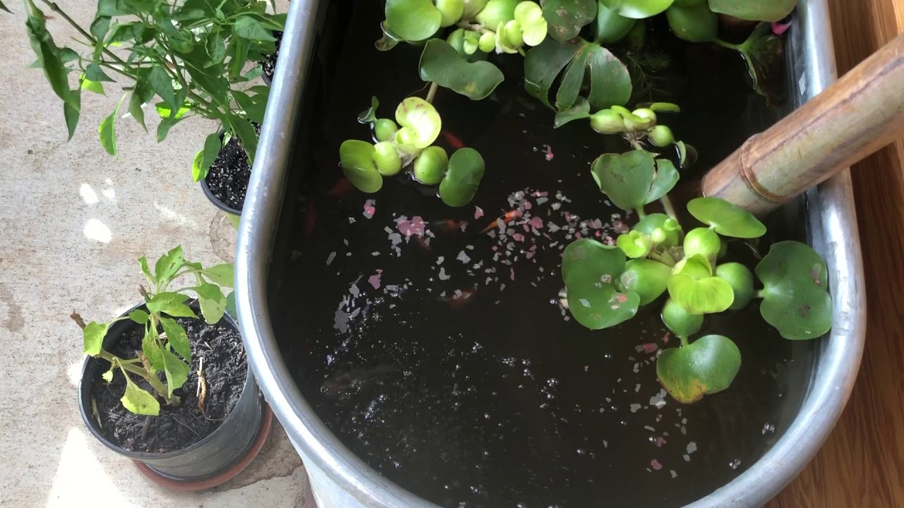 Solar PV Greenhouse tour - Durham, NC