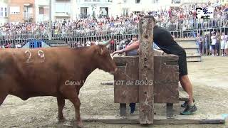 18/SEPTIEMBRE/2022 - PEÑISCOLA - VACA &quot; PALMERA &quot; Nº 29 - GANADERIA LA PALOMA - JALÓN ( A )