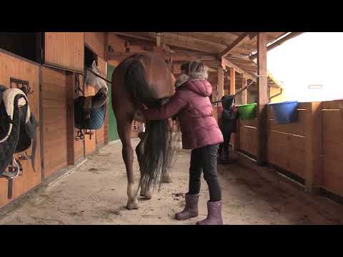 Video: Terapija životinjama: 6 Vrsta Liječenja životinjama