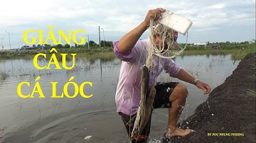 GIĂNG CÂU CÁ LÓC MÙA GIÓ BẮC BẰNG MỒI ỐC BƯƠU VÀNG  -  POU PHUNG FISHING