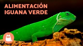 La Alimentación De La Iguana Verde - Iguana Verde Cuidados