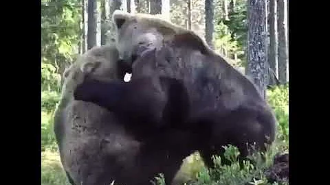 two havy bear fighting