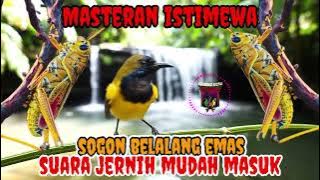 SOGON MATERI BELALANG EMAS SUARA JERNIH MUDAH MASUK UNTUK MASTERAN SOGON BAHAN