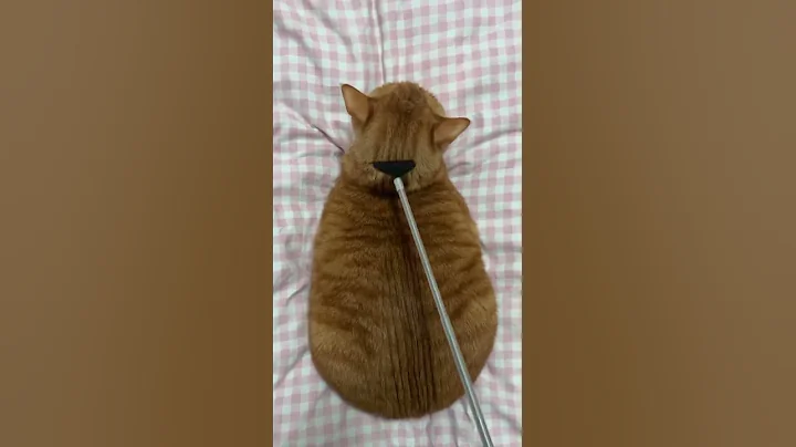 Video 10570871: pet rescue, cat funnycats cute, funnycats fluffy