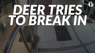 CAUGHT ON VIDEO: Deer caught trying to break into school