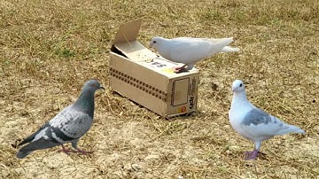 Bird Trap – Easily DIY Inventive Bird Trap Make from Cardboard Box that Works 100%