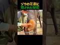 ゾウの足裏に隠された秘密