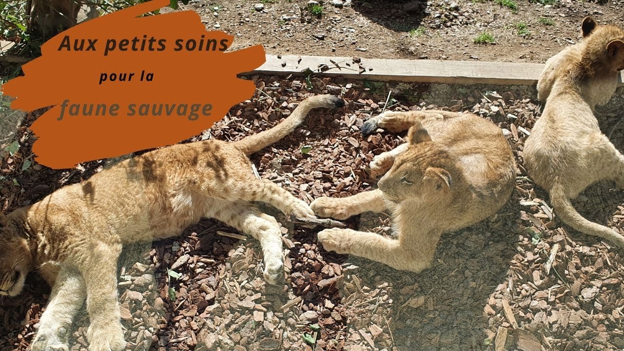 Espace zoologique - saint martin la plaine - Mars 2020