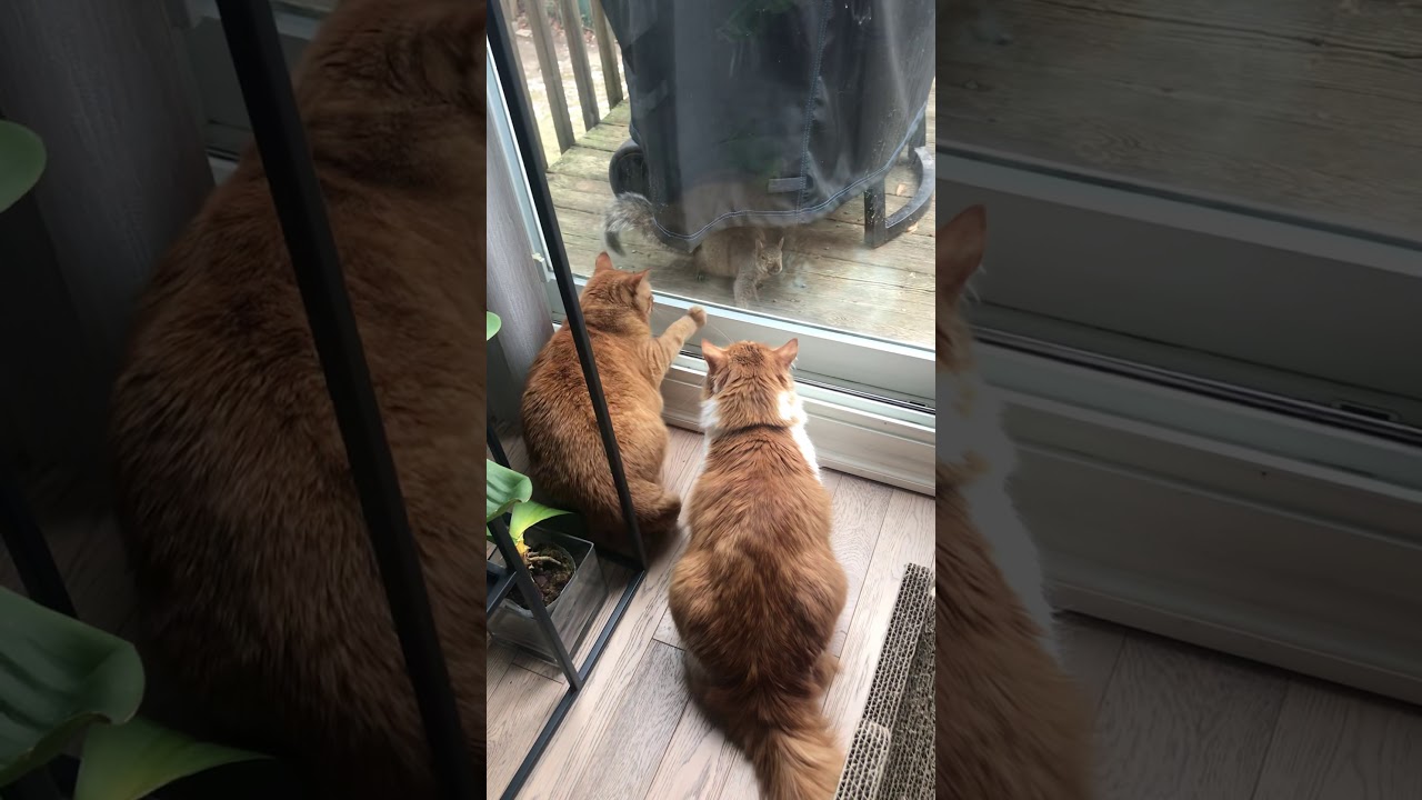 Good Morning neighbours YouTube