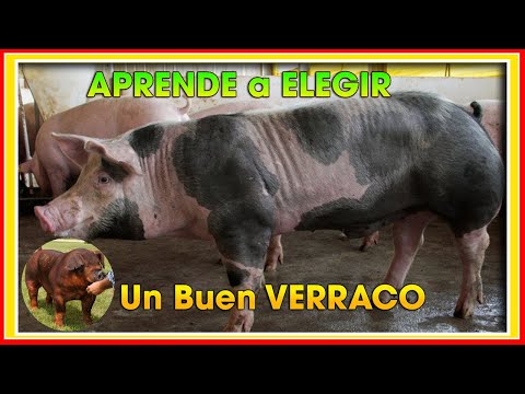 Video: Cómo Elegir Un Cerdo