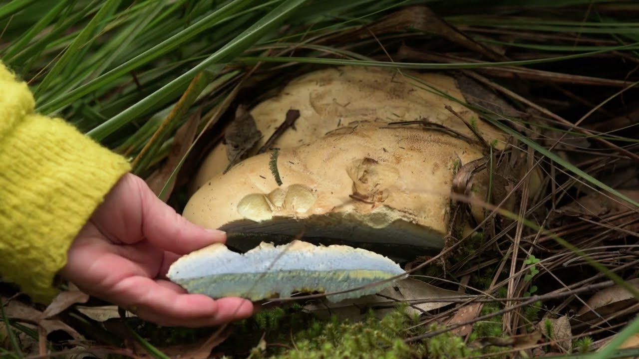 Giant Summer Fungi in Tasmania - Bolete 'Stephen'