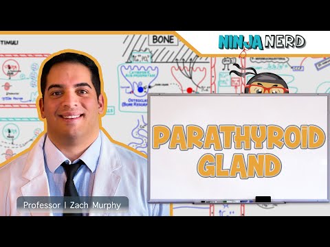 Endocrinology | Parathyroid Gland | Calcitonin