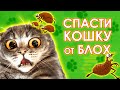 Как вывести блох у кошки. Советы ветеринара.