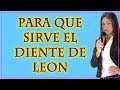 Para qué sirve el diente de León - Las Propiedades de Diente de Leon