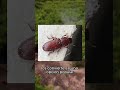 ¿Te preguntas por qué se crían escarabajos de la harina? 🐞🍽️ Descubre su papel como...