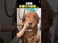 お風呂中に寝るレトリバー