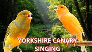 Lagu Burung Kenari Belgia TERBAIK yang Pernah Anda Dengar? Yorkshire Canary Singing