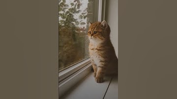 القران الكريم راحه نفسيه استمع 💤😴🕋❤️