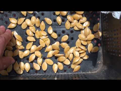Video: Cómo Secar Semillas De Calabaza