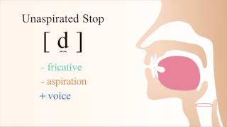 [ d̼ ] voiced unaspirated apical labial stop