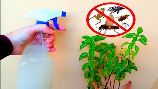 طريقة صنع محلول للقضاء على حشرات النباتات