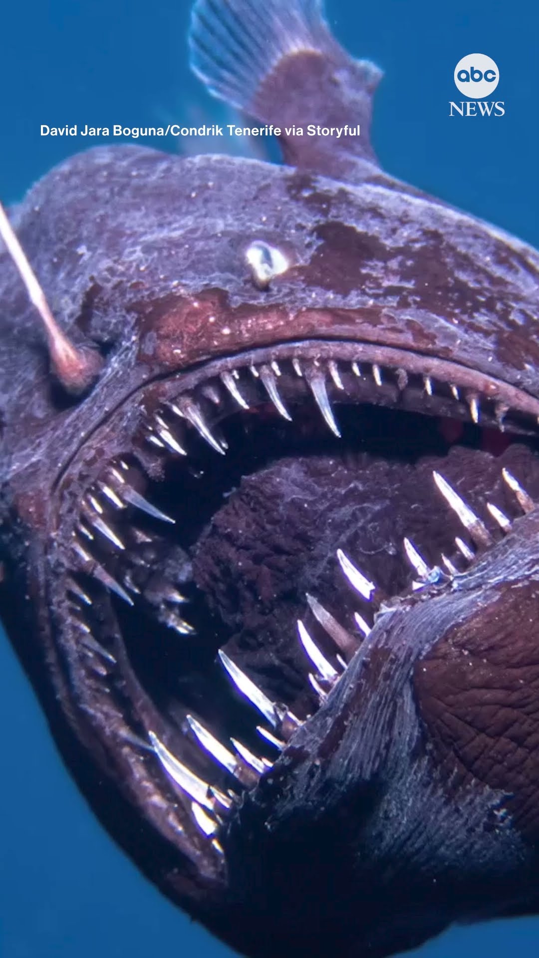 Researchers surprised to see deep-sea anglerfish in shallower waters near the Canary Islands