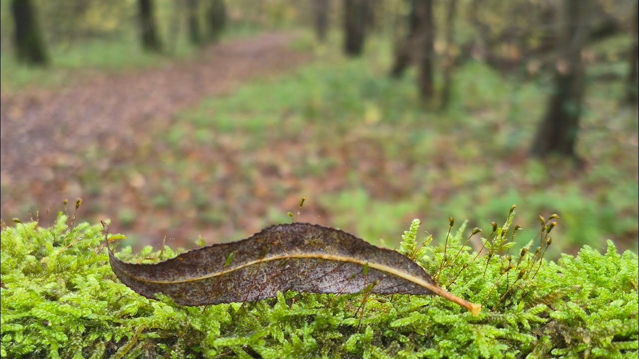 De melancholie van vergankelijkheid – een herfstreis door het Aelmoeseneiebos in Gontrode