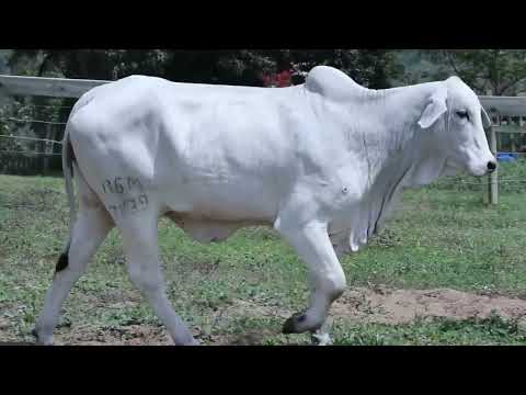 LOTE 20 - RGM 7839