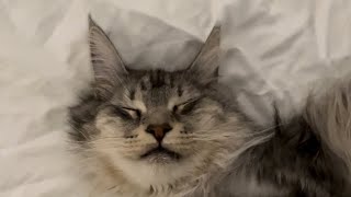 Sleeping Cats! by 2.4 Children & 3 Cats 129 views 3 months ago 1 minute, 17 seconds