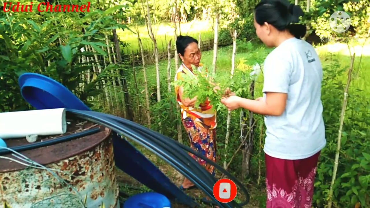 Mengambil Ubi Kayu || Pucuk Daun Moringa Boleh Mencegah Berbagai Jenis Penyakit.