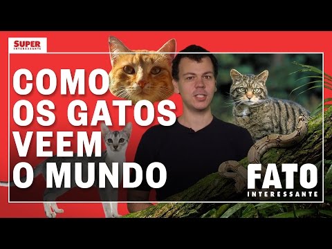 Vídeo: Como Os Gatos Veem