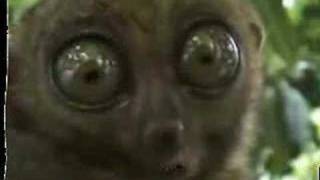 Dramatic Lemur Beatbox
