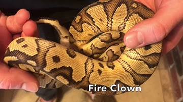 Ball Python Kingdom Personal Favorites Series 1