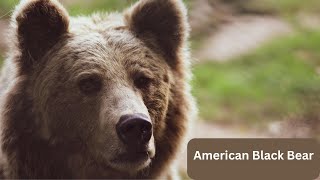 American Black Bear Animal  Some Facts 101  Power  USA Animal #today #viralvideo