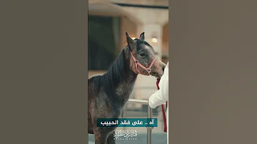 آه على فقد الحبيب مؤثرة Zadalkhlod 