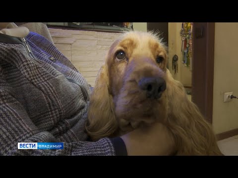 Владимирская заводчица рассказала об особенностях собак породы Кокер-спаниель
