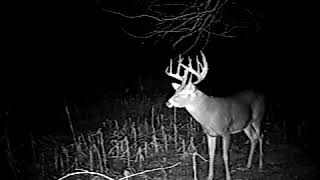 17pointbuck.AVI