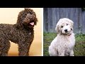 Labradoodle vs Goldendoodle Funny Videos - Similarities and Differences