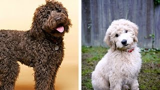 Labradoodle vs Goldendoodle Funny Videos  Similarities and Differences