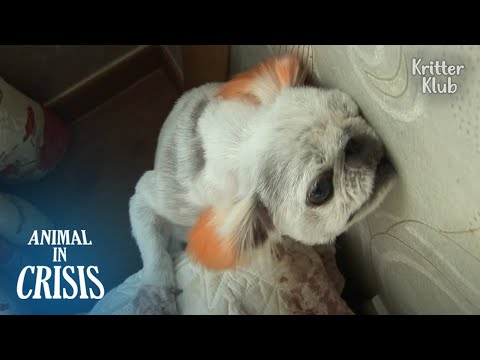 Dog In Extreme Fear Climbs Until Her Nails Fall Out | Animal in Crisis Ep 299