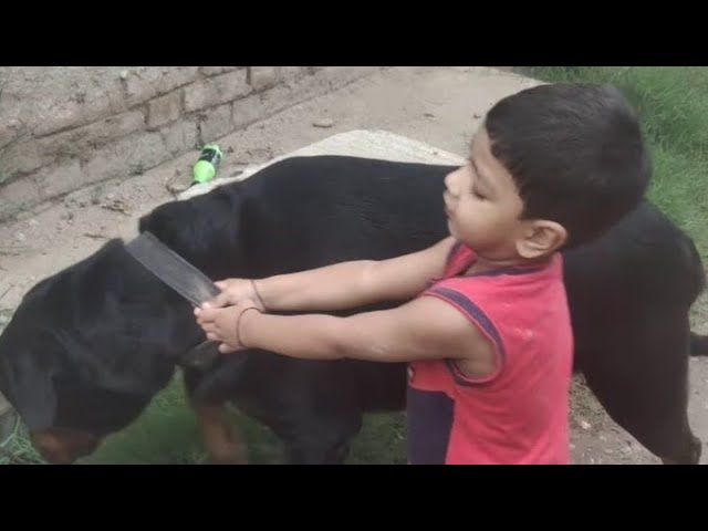 Rottweiler With Baby Aryan Live 🔥 #Live #rottweiler