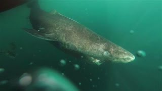 Mysterious Shark Lives Hundreds of Years, Scientists Say